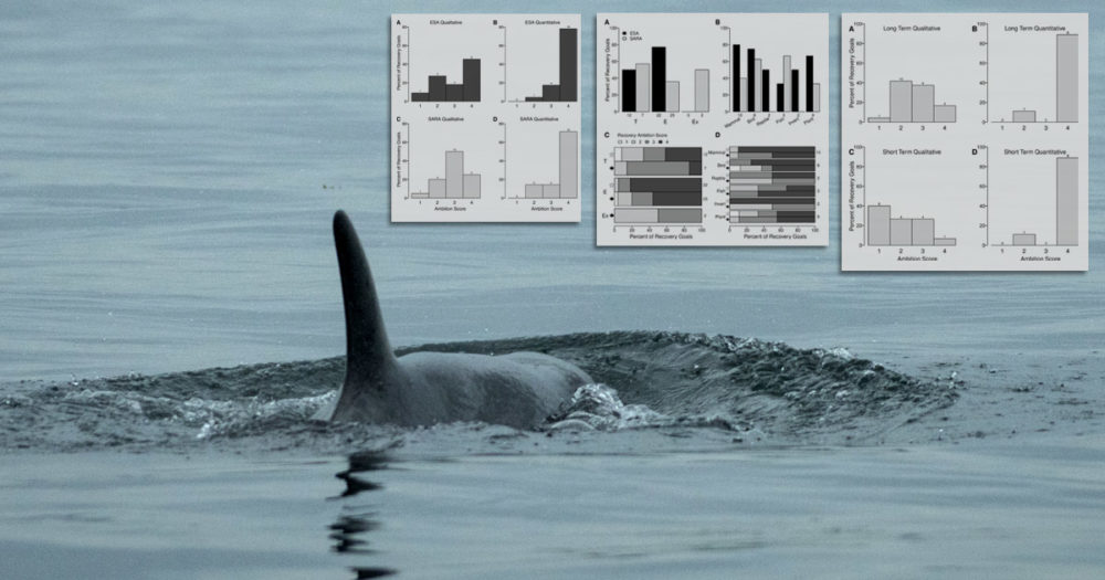 Southern Resident kill whale, J50, swims off, with the research figures in the top right.