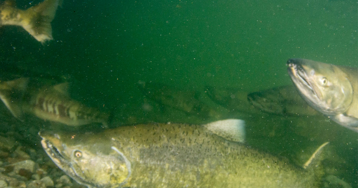 Chinook Salmon swimming in murky water.
