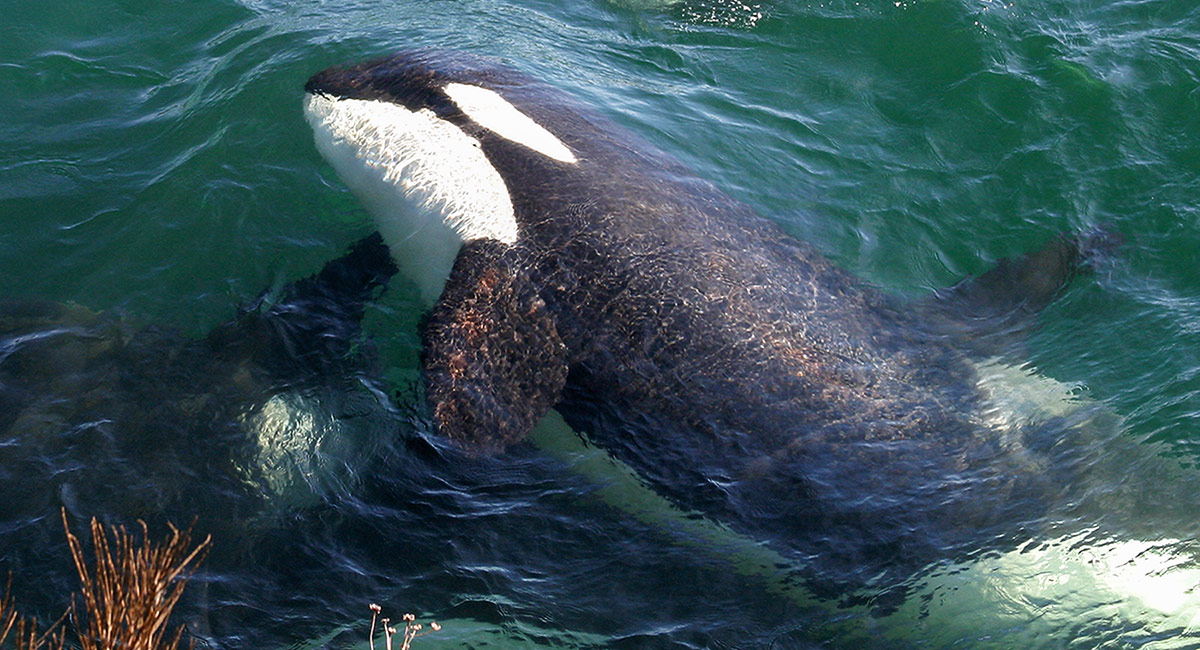 A Southern Resident killer whale is breaching on its side.