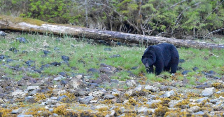 A black bear forages in the estuary with the tide out.