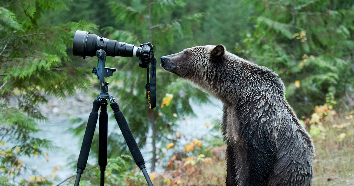 A bear leans over to look closely at a camera on a tripod.