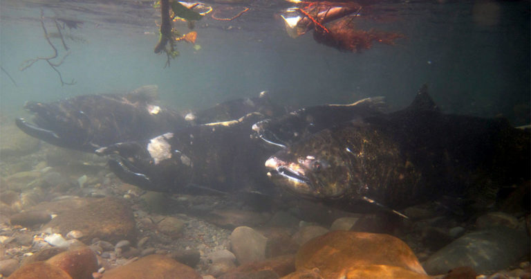 Chinook salmon pool in a stream habitat.
