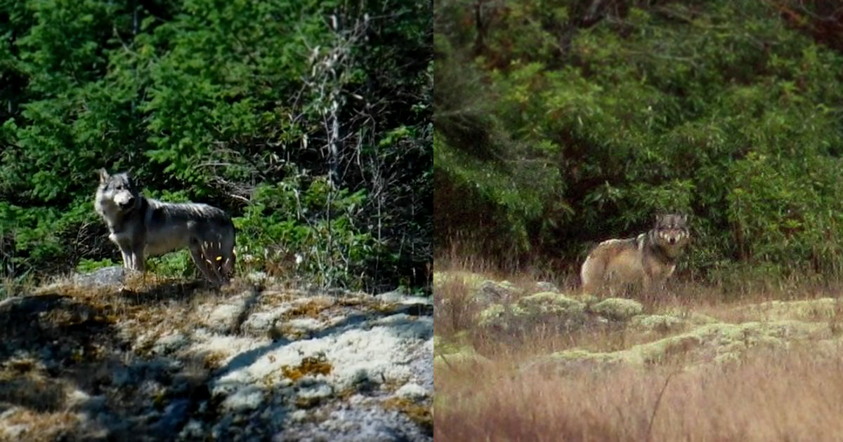 Two photos of Staqeya the lone wolf on Discovery Island.
