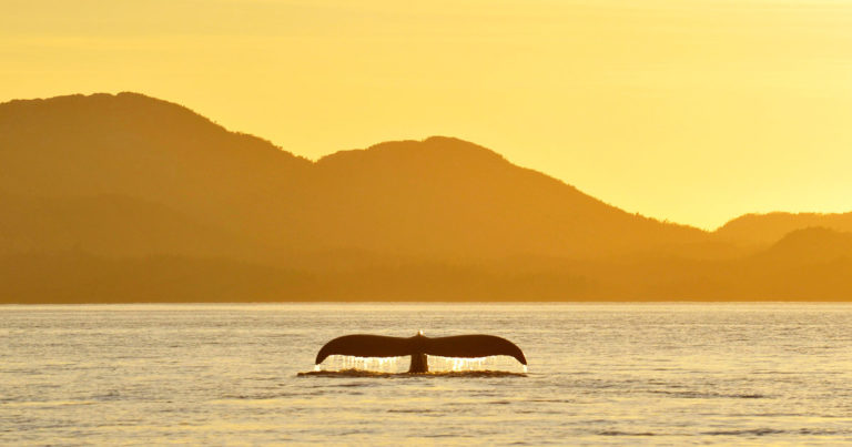 A whale tail above the surface of the water in beautiful yellow light of twilight.