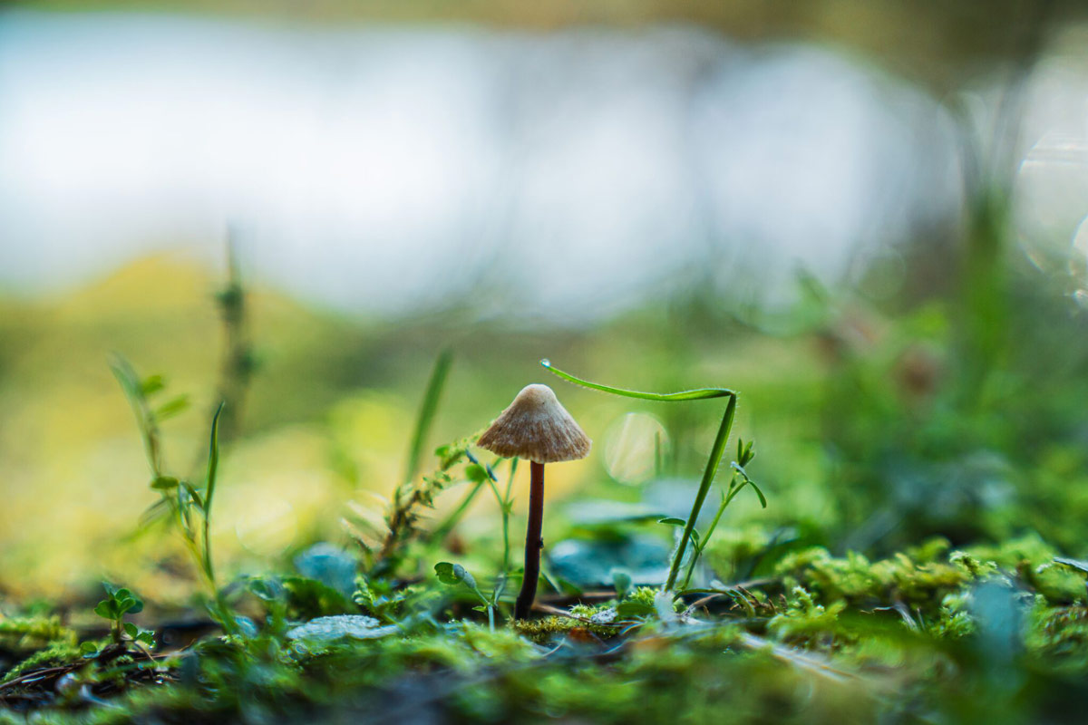 A tiny mushroom sits in the bright green of a Gulf Island Forest.