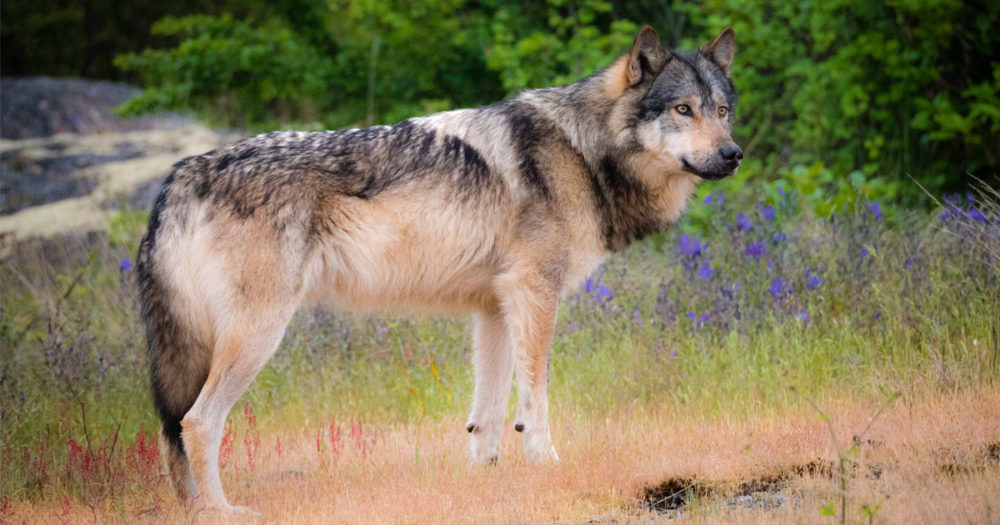 It’s time to take action for wolves in British Columbia