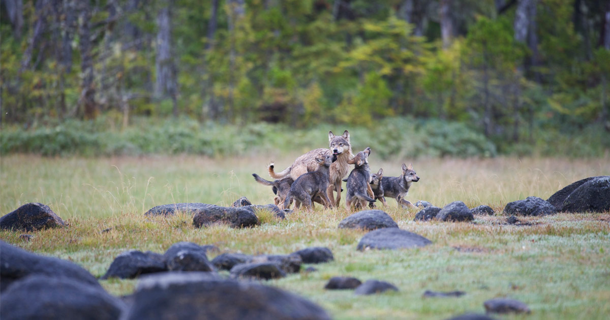Wolf cubs surround a mother wolf looking out protectively in the Great Bear Rainforest.