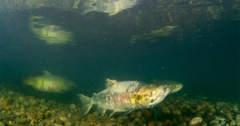 A salmon on the rocky floor of the Salish Sea in the Fraser estuary.