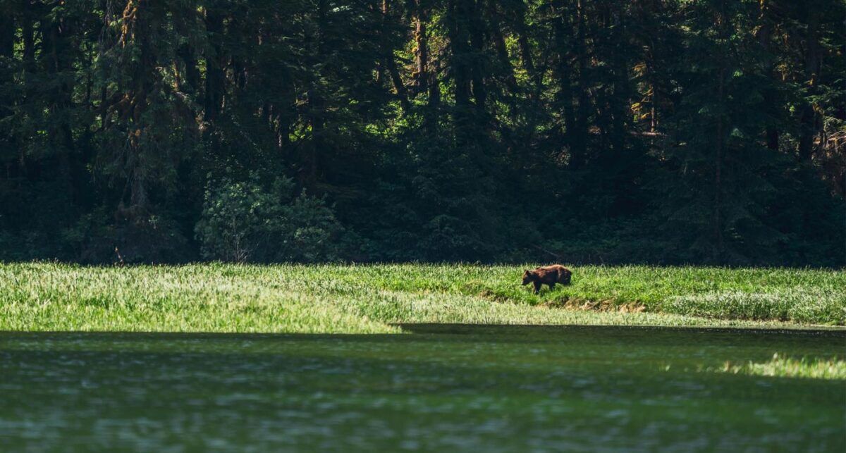 A bear stands in the long grass on the shores of the Kitlope.