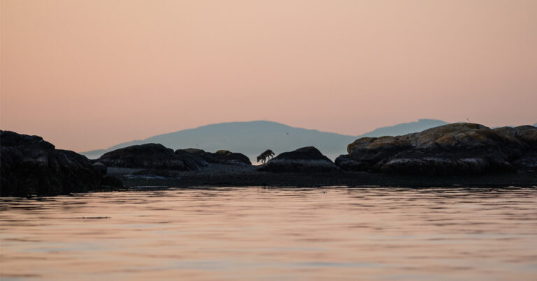 Takaya walks along the rocks in the low pink light of dusk.
