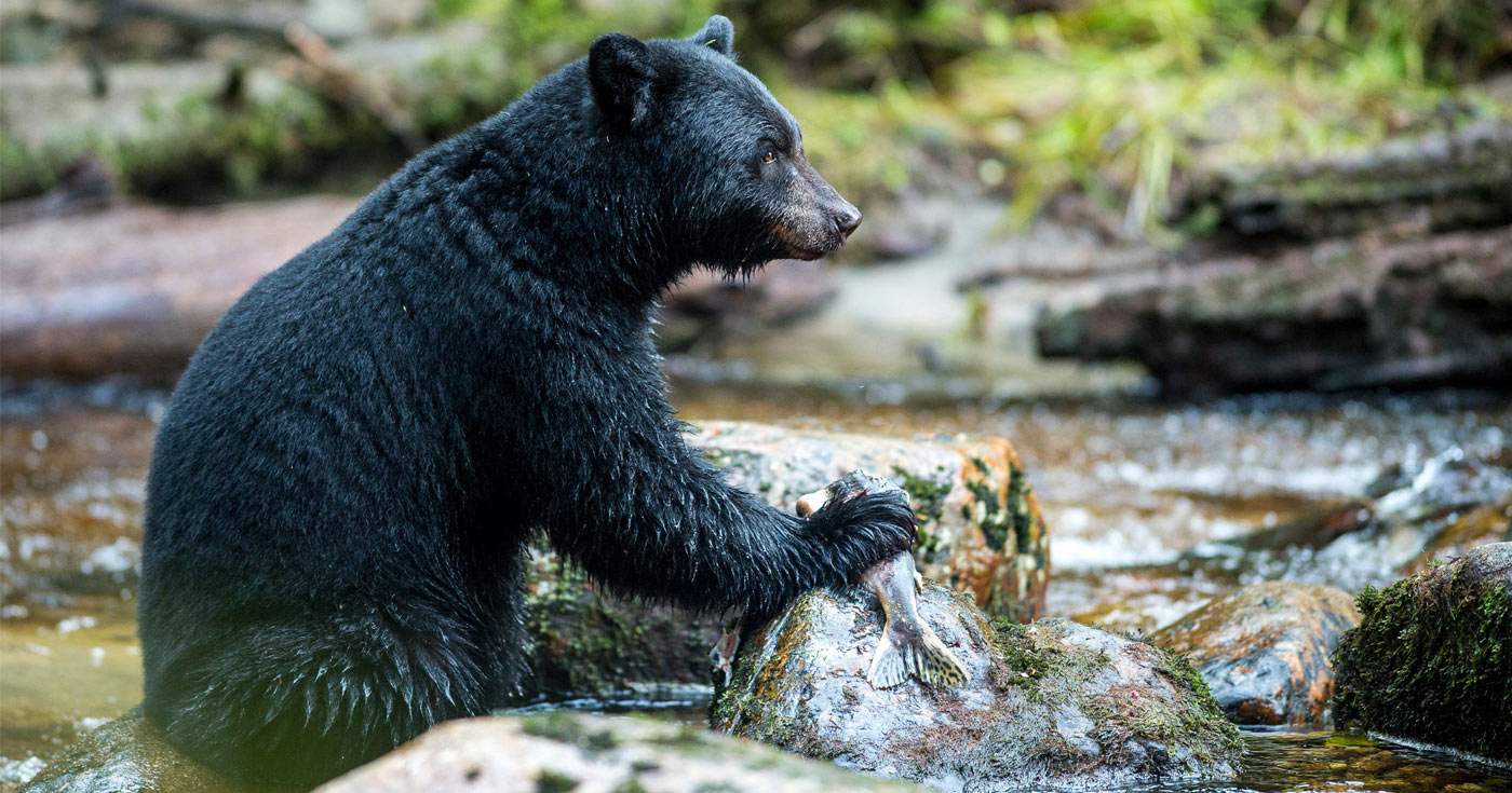 A black bear sits in the stream and holds a fish against a rock in the water.