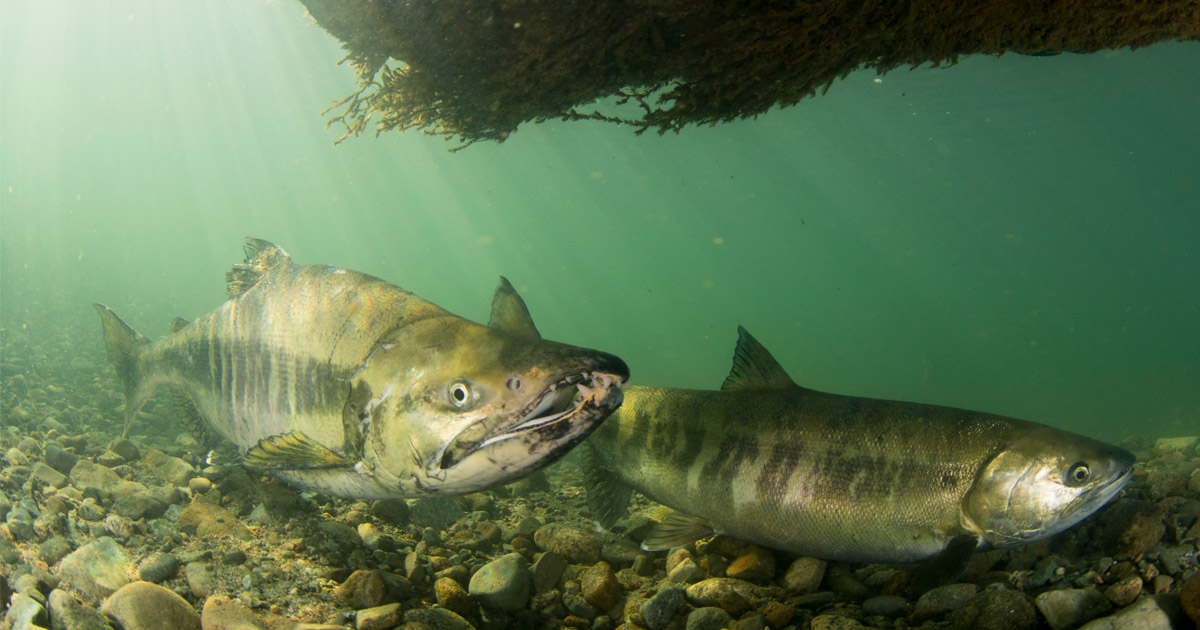 Fraser River Chum salmon settle on the rocks near the bottom under a shadow.