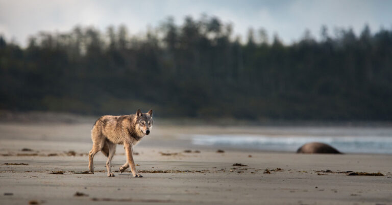 A wolf trots across the beach in the early morning light.