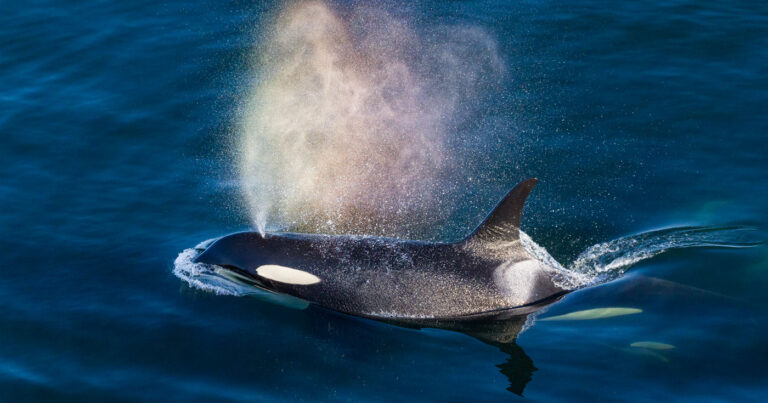 Killer whales swim by Saturna island