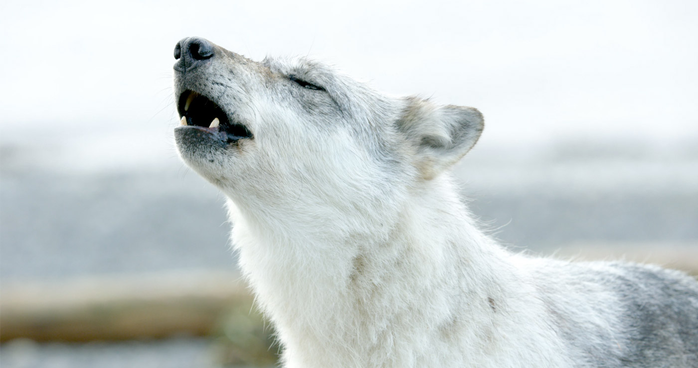 A close up on the face and mouth of a wolf with white and grey markings while it howls.