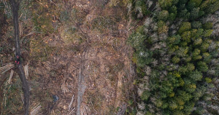 An aerial view of a cutblock with brown earth on the left, and a lush green forest on the right, on Salt Spring island.