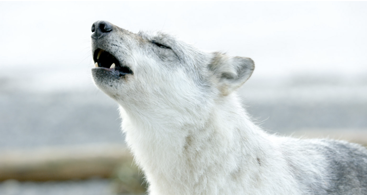 Howling wolf