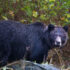 Year two of grizzly bear behaviour monitoring in the Atnarko Corridor, Nuxalk Territory