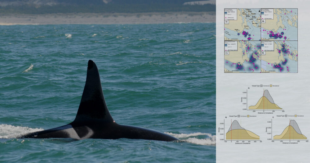 A Southern Resident killer whale fin above the water in the Salish Sea with graphs from a research paper in the foreground.