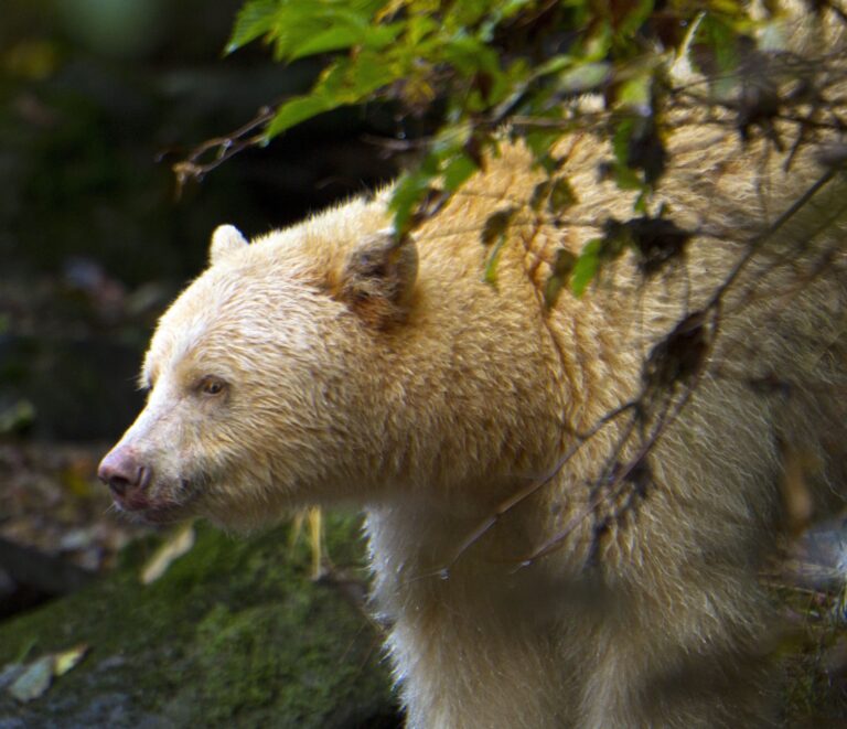 A white bear pokes out from behind a bush in the Great Bear Rainforest.