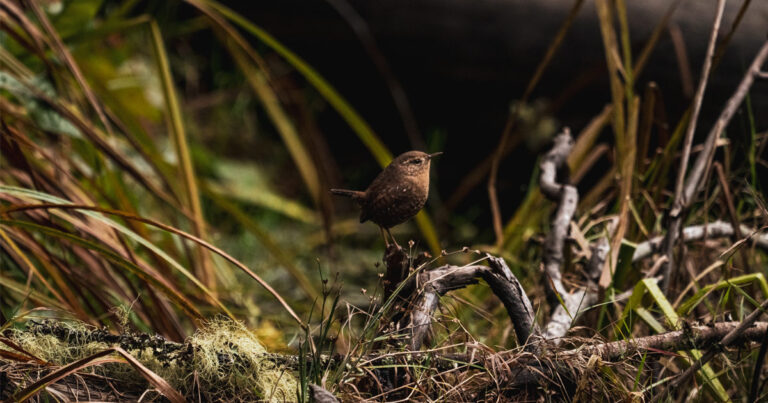A tiny songbird rests for a moment on a root at S,DÁYES Flycatcher Forest.