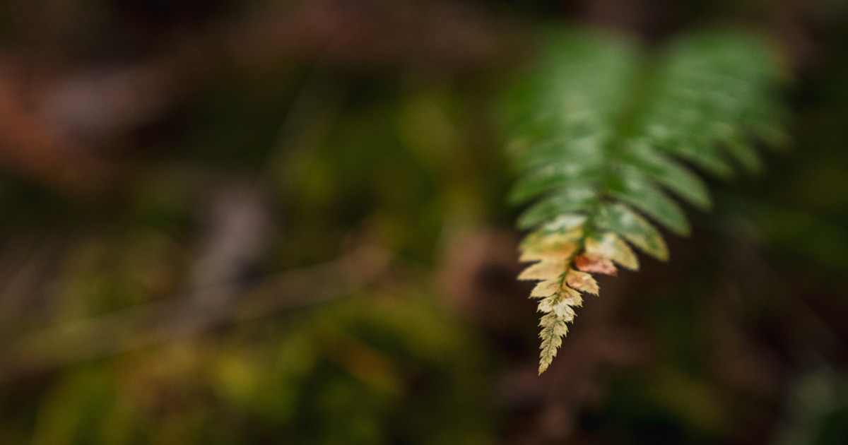 A small fern sits in the dark wet lush forest of the Flycatcher Forest.