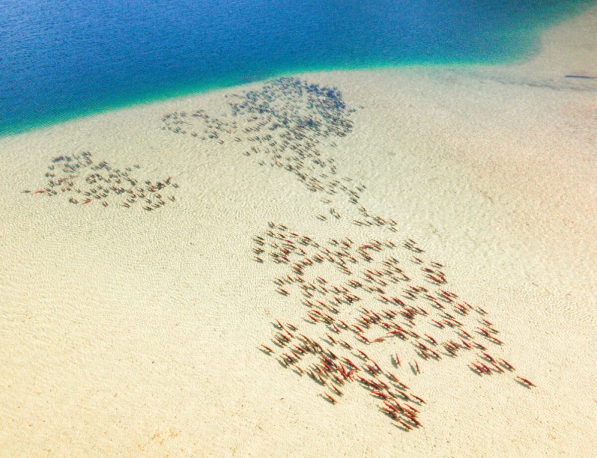 A school of red fish swim through very clear water, showing the sand beneath them.