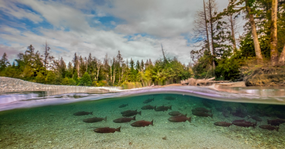 A school of red salmon are visible underwater with a beach and forest in the background.