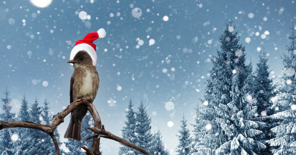 A Flycatcher sits on top of a tree surrounded by snow, wearing a Santa hat.