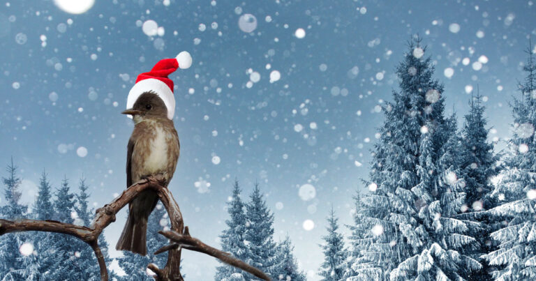 All we want for Christmas is an olive-sided flycatcher in a Douglas-fir tree