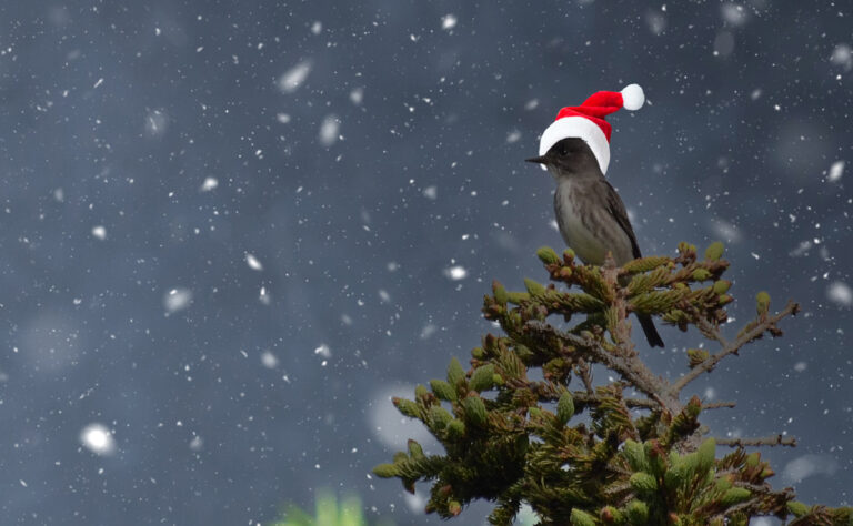 A Flycatcher sits on top of a tree surrounded by snow, wearing a Santa hat.