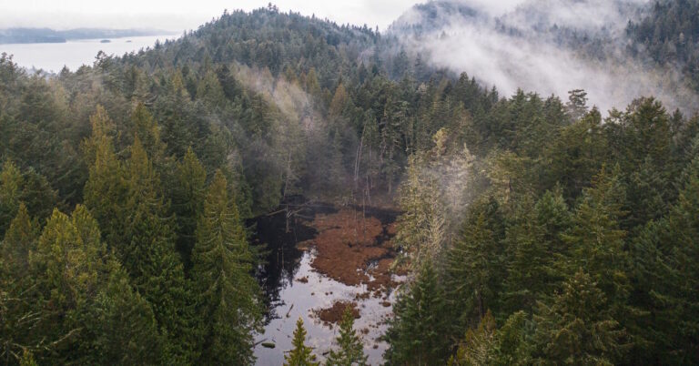Ariel view of S,DÁYES Flycatcher Forest