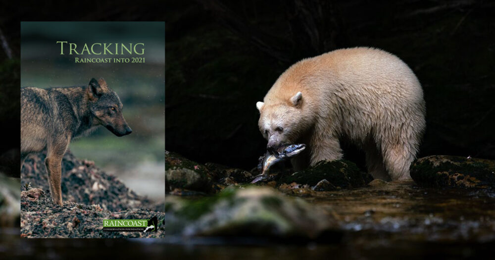The cover of Tracking Raincoast into 2021 over top of a photo of a spirit bear with a salmon in their mouth.