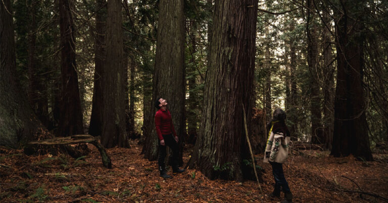 Misty MacDuffee and Chris Genovali looking up at a very large cedar tree in a cedar grove.