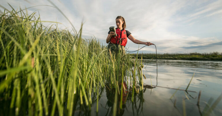 Lia Chalifour stands in the waters and tall grass of the Fraser River estuary taking measurements.