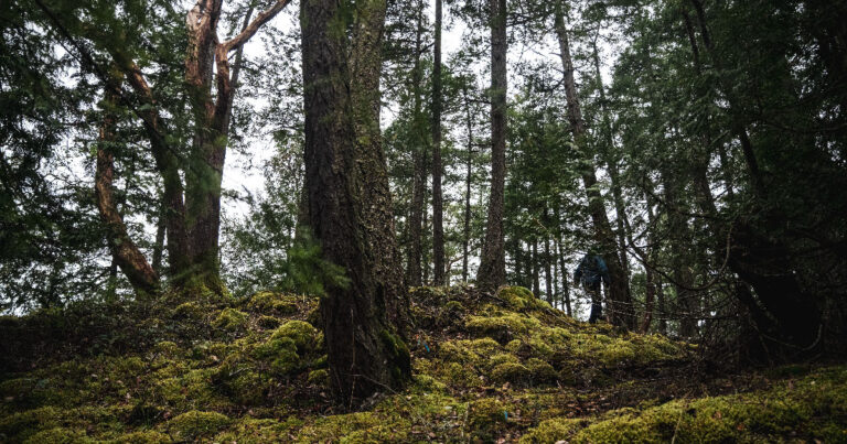A Coastal Douglas-fir landscape.