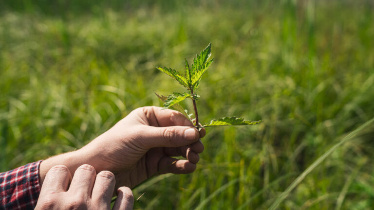 A hand holding an estuary plant.