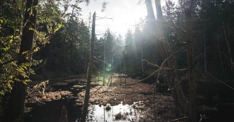 Wetland at the S,DÁYES Flycatcher Forest with the sun in the background.