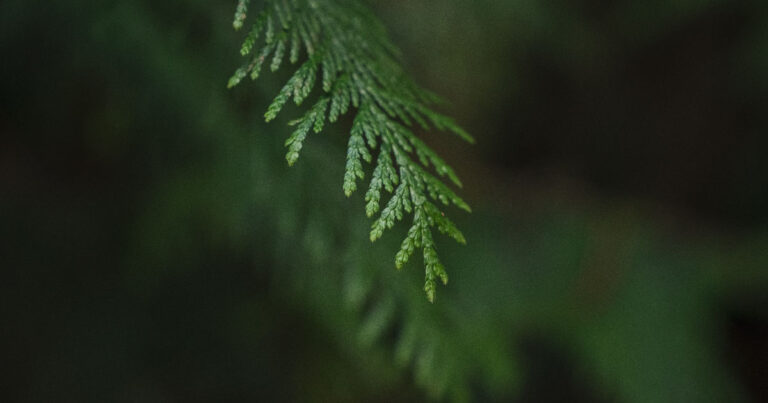 Close up photo of a cedar bough.