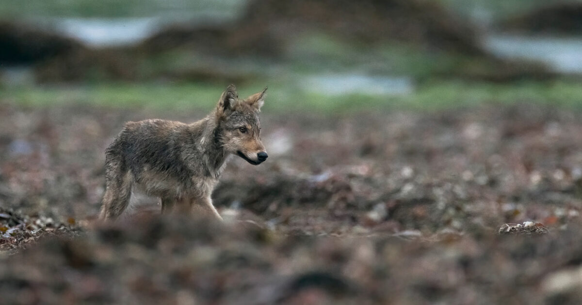 A wolf walks across the beach in the intertidal zone on the coast of BC.