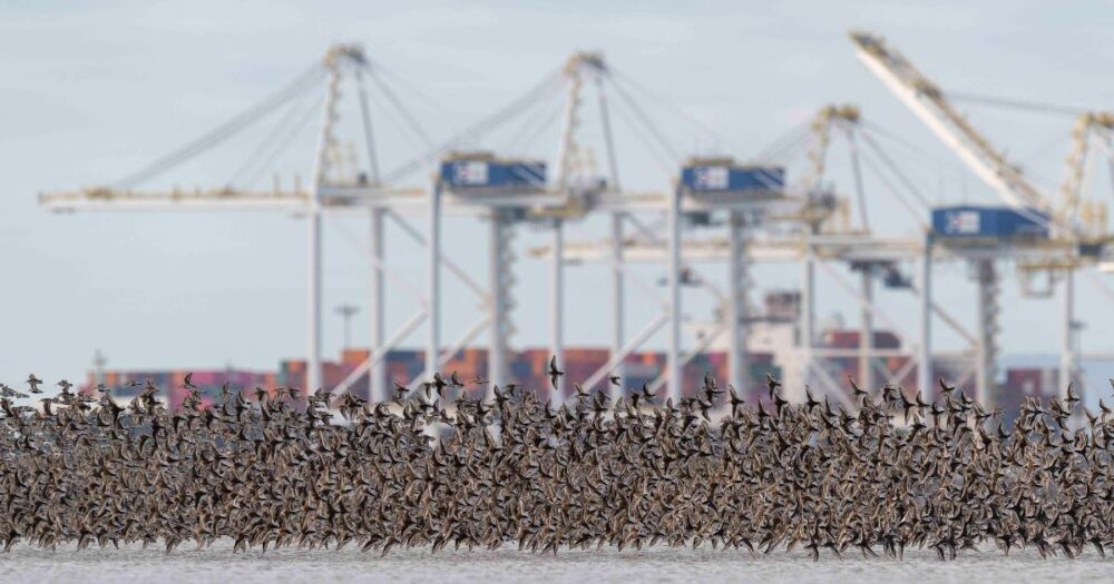 A murmuration of Western Sandpipers flying in front of the Port of Vancouver.