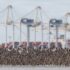A murmuration of Western Sandpipers flying in front of the Port of Vancouver.