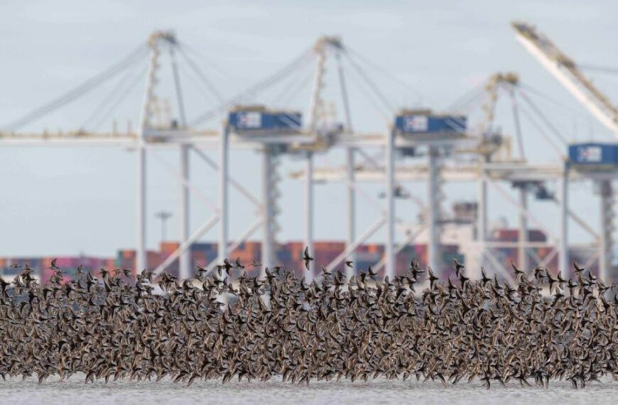 A murmuration of Western Sandpipers flying in front of the Port of Vancouver.