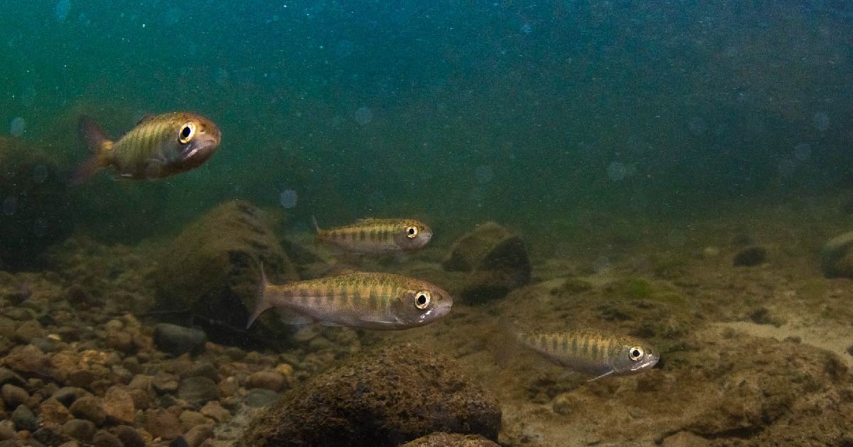 Underwater photo of 4 Salmon smolts.