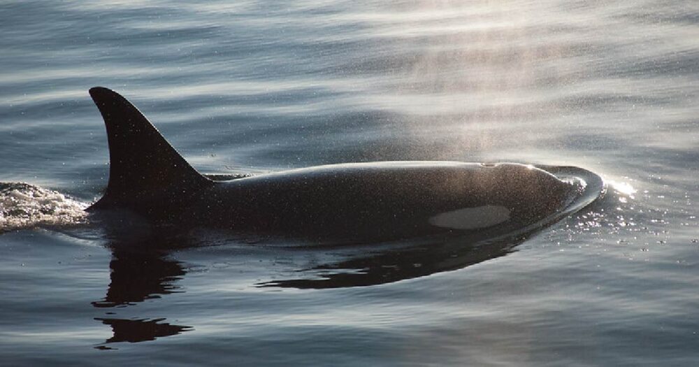 Southern Resident killer whale in the ocean.
