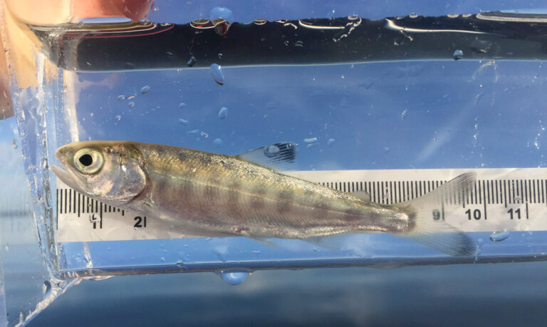 Otolith study confirms Harrison Chinook salmon rely on the Fraser River Estuary for early growth