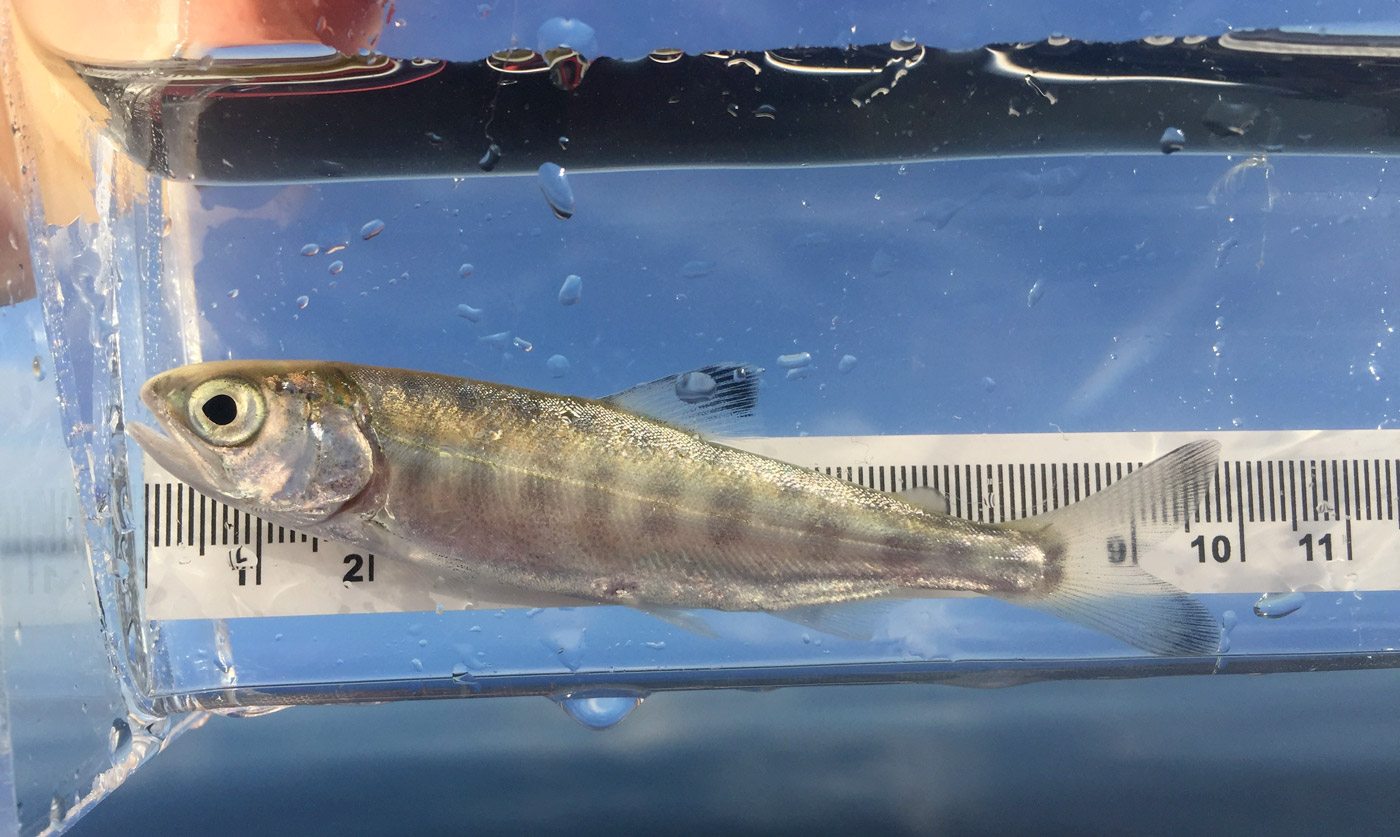 A juvenile Chinook salmon is measured in a clear container with water with the estuary in the background.