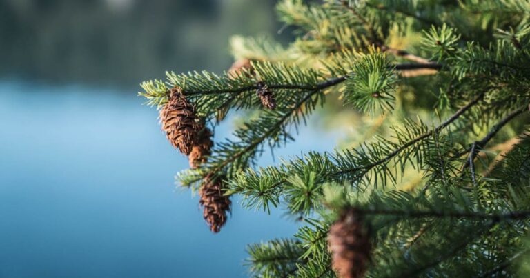 Fir tree with cones with the blue ocean in the background.