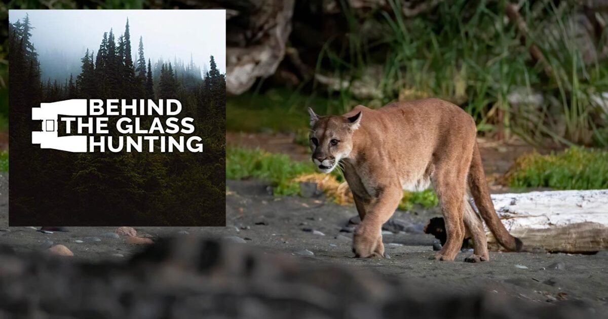 Behind the Glass Hunting logo floats over top of a stunning image of a cougar on a beach.