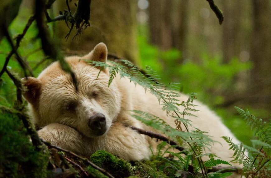 Spirit Bear sleeping in the moss.